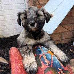 Spicey - Salt and pepper female Miniature Schnauzer puppy in Silver Creek, Mississippi from Mamie’s Minis, LLC