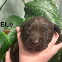 2nd pick chocolate male - Chocolate male Labrador Retriever puppy in Stafford Township, New Jersey from SommerLabs