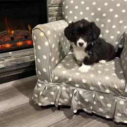 Midnight - Black and white female American Corgi puppy in Temple, Texas from Silver Moon Cardigan and American Corgis