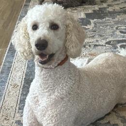 Presley - Goldendoodle
