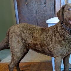 Chesapeake Bay Retriever and Golden Retriever All Grown Up from Lakes 'N Fields Retrievers