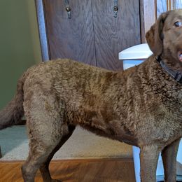 Chesapeake Bay Retriever and Golden Retriever All Grown Up from Lakes 'N Fields Retrievers