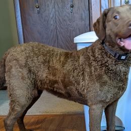 Chesapeake Bay Retriever and Golden Retriever All Grown Up from Lakes 'N Fields Retrievers