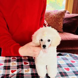 Poodle Puppies from Heritage Toy Poodles