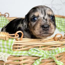 Oakley - Dapple male Dachshund puppy in Redding, California from Jean & Mae Doxies
