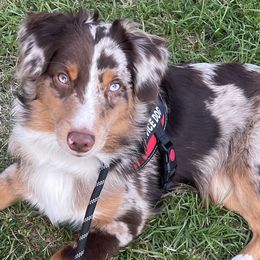 Australian Shepherd and Miniature Australian Shepherd Puppies from Integrity Aussies Tx