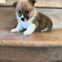 Diamond - Sable female Pembroke Welsh Corgi puppy in Phelan, California from Desert Sunset Pembroke Welsh Corgis