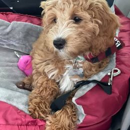 Goldendoodle Puppies from Salty River Doodles