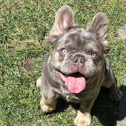 Avalanche (White Male) - Tricolors French Bulldog puppy in Burbank, California from Floofie Frenchies