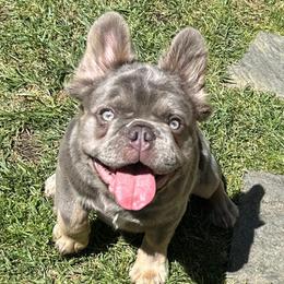 Avalanche (White Male) - Tricolors French Bulldog puppy in Burbank, California from Floofie Frenchies