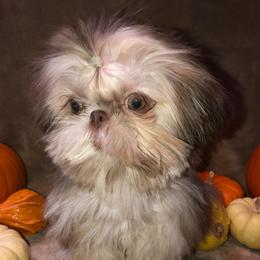 Shih Tzu Puppies from Shih Tzu Crue