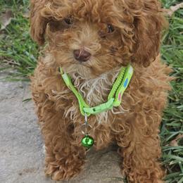 Calista - Red  female Poodle puppy in Queens, New York from Pawfect Soul Puppies