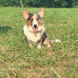 Mickey - Cardigan Welsh Corgi