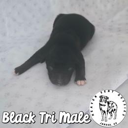 Phoenix - Black tri male Miniature Australian Shepherd puppy in Jaroso, Colorado from Heaven Sent Aussies