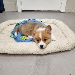 Bulldog and Pembroke Welsh Corgi Puppies from Salted Rim Corgis