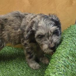 Foxy - Merle female Goldendoodle puppy in Dallas, Texas from Bishop Golden Doodles