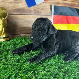 Germany - Black female Labradoodle puppy in Kingston, Georgia from CC Familydoodles