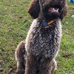 Aussiedoodles, Goldendoodles, and Poodles from North Florida Poodles and Doodles