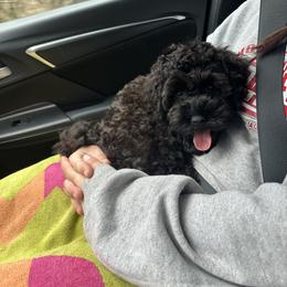 Mr.Grinch - Black male Cockapoo puppy in Deming, Washington from Heavenly Puppies to Love