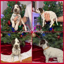 Grace O'Malley - White and liver brown female Dalmatian puppy in Chehalis, Washington from Dalmatian Vacation