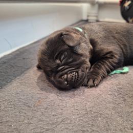 Miss U - Black female Labrador Retriever puppy in Martinsburg, West Virginia from Fetching Labrador Retrievers