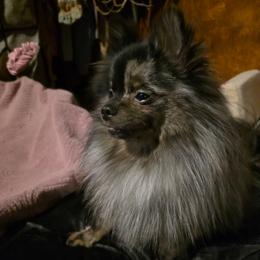 Hunnibunnies painted masterpiece jr.. Davinci - Pomeranian