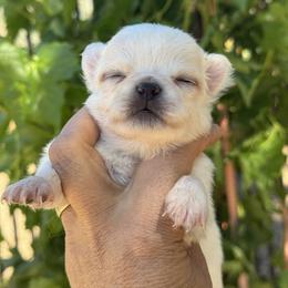 Chihuahua Puppies from Chihuahuas manzanita