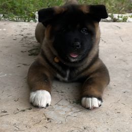 Akita Puppies from Folklore Akitas