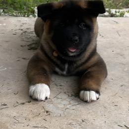 Akita Puppies from Folklore Akitas