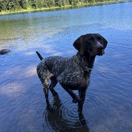 Hazy - German Shorthaired Pointer