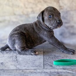 Green Collar - Gray brindle male Cane Corso puppy in Catawba, North Carolina from Catawba Cane Corso