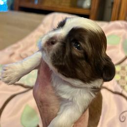 Louie - Gold and white male Shih Tzu puppy in Victorville, California from RUMBLE n TUMBLE