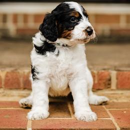 Light Blue Collar Male - Tri-color male Bernedoodle puppy in Inman, South Carolina from Grace Filled Golden’s