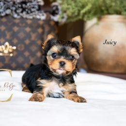 Juicy - Black and tan female Yorkshire Terrier puppy in Marmaduke, Arkansas from Copper Ridge Yorkies