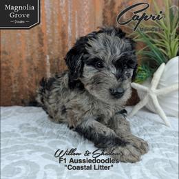 Capri - Mint Collar - Blue merle female Aussiedoodle puppy in Oxford, Alabama from Magnolia Grove Doodles