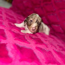 Mookie - Dapple female Dachshund puppy in Williston Highlands, Florida from The Hunters Doxie Den