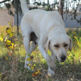 Macy - Labrador Retriever