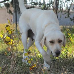 Macy - Labrador Retriever
