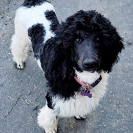 Assorted Doodle Crosses and Poodle All Grown Up from Gemstone Poodles and Doodles