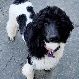 Assorted Doodle Crosses and Poodle All Grown Up from Gemstone Poodles and Doodles