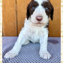 Birch - Parti male Goldendoodle puppy in Caddo Mills, Texas from Fire Wife Doodles