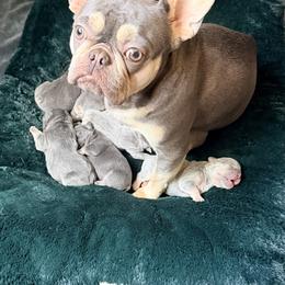 French Bulldog Puppies from Pawsitive Frenchies