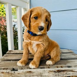 Nelly - Red Australian Labradoodle puppy in Washington from Primrose Australian Labradoodles