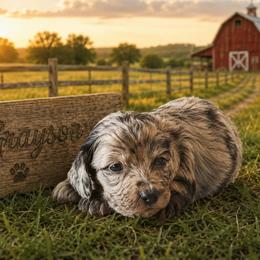Grayson - Black and tan male Dachshund puppy in Hudson, Michigan from Mittentail Kennel Miniature Dachshunds & Australian Shepherds