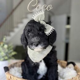 Goldendoodle and Poodle Puppies from Peachy Puppies