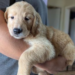 AKC Pink girl - Golden female Golden Retriever puppy in Joshua, Texas from 3 Gun Retrievers