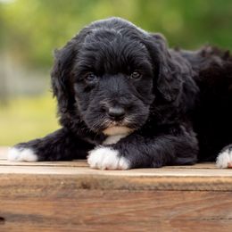 Aussiedoodles, Bordoodles, Goldendoodles, and Sheepadoodles from Crooked Creek Doodles and Poodles