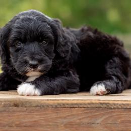 Aussiedoodles, Bordoodles, Goldendoodles, and Sheepadoodles from Crooked Creek Doodles and Poodles