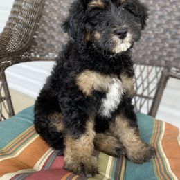 Bernedoodle Puppies from Oodles of Doodles