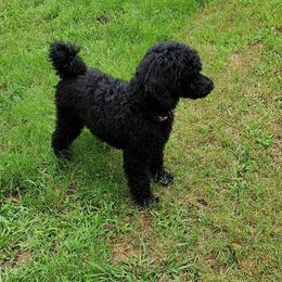 Bernedoodles, French Bulldogs, Miniature Pinschers, and Poodles from French Pinsch Mi Doodle Kennels